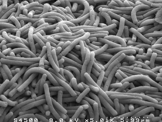 gambar bakteri Lactobacillus Bulgaricus